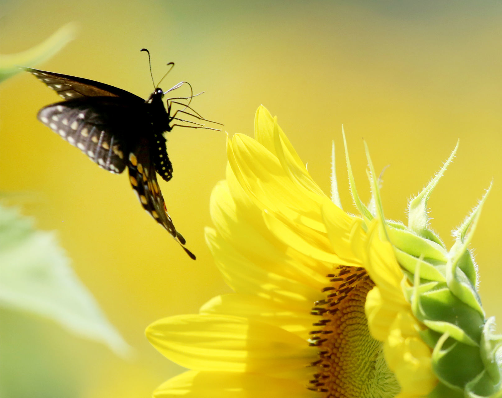 2016 Sunflower Days
